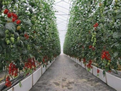 怒江圣女果种植基地供应15吨图6