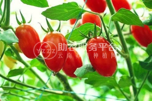 怒江圣女果种植基地供应15吨图7