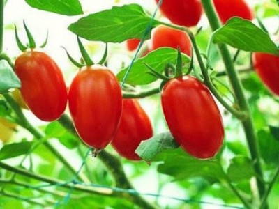 怒江圣女果种植基地供应15吨图7