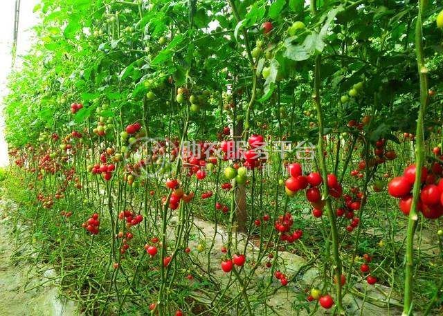 怒江圣女果种植基地供应15吨图8