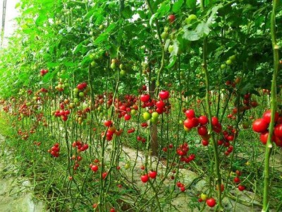 怒江圣女果种植基地供应15吨图8