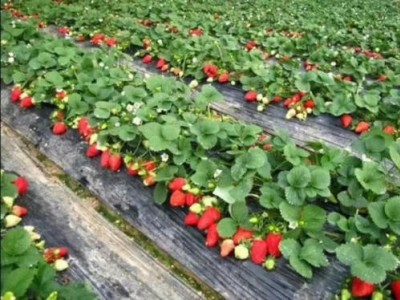 玉溪草莓种植基地供应量7吨图5