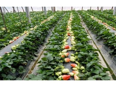 玉溪草莓种植基地供应量7吨图4