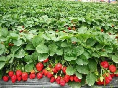 玉溪草莓种植基地供应量7吨图3