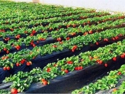 玉溪草莓种植基地供应量7吨图2