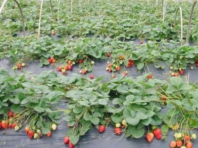 昆明草莓种植基地供应量7吨