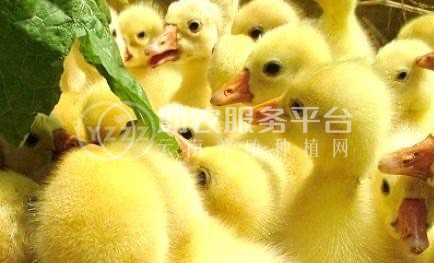 保山鹅养殖合作社供应量500只图4