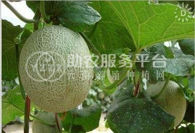 景洪哈密瓜种植基地供应20吨图2