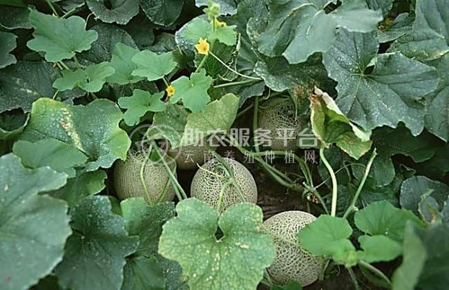 景洪哈密瓜种植基地供应20吨图4