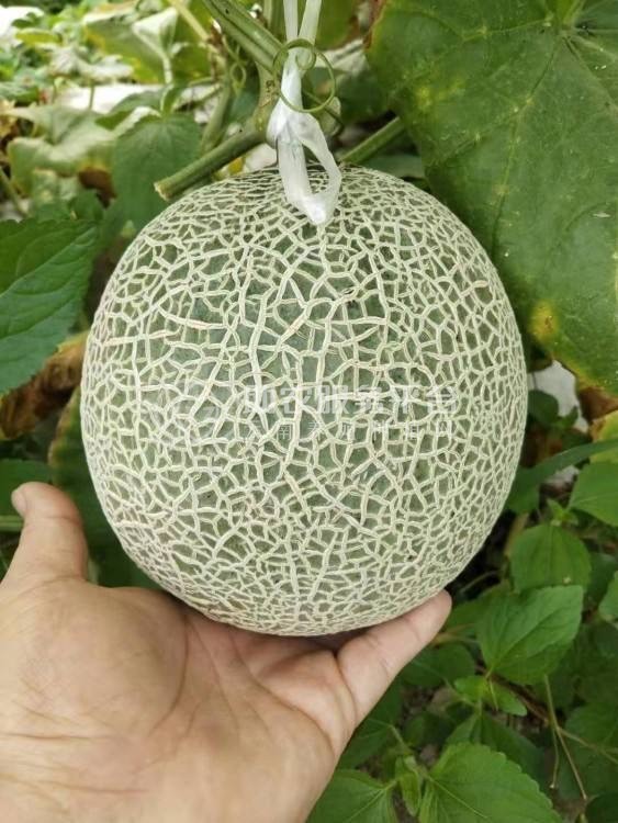 景洪哈密瓜种植基地供应20吨图6