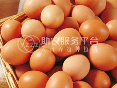 大理凤仪蛋鸡养殖基地 供应量 （鸡蛋）8000枚图2