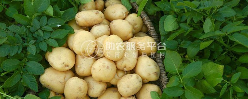 昭通 鲁甸彭孝荣土豆种植基地  供应量 25吨图1