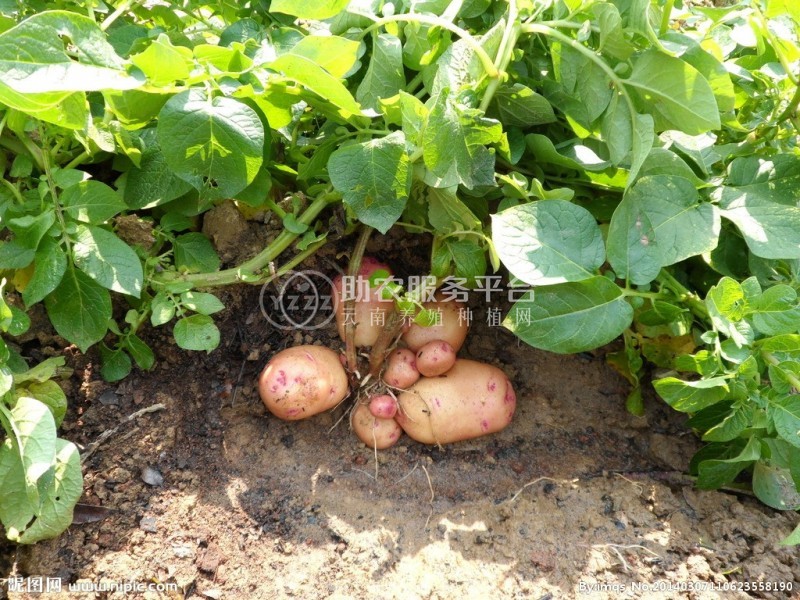 昭通 鲁甸彭孝荣土豆种植基地  供应量 25吨图3