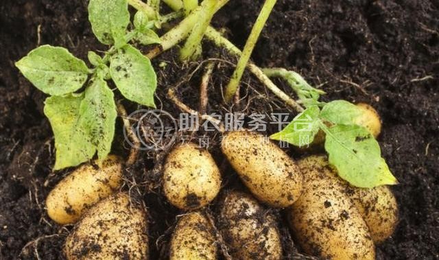 昭通 鲁甸彭孝荣土豆种植基地  供应量 25吨图5