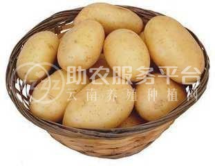 昭通 鲁甸彭孝荣土豆种植基地  供应量 25吨图6