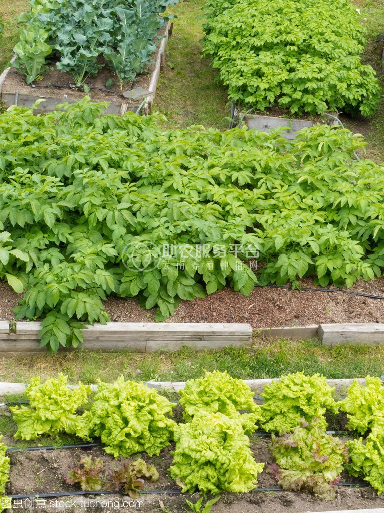 昭通 鲁甸彭孝荣土豆种植基地  供应量 25吨图7