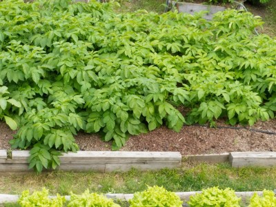 昭通 鲁甸彭孝荣土豆种植基地  供应量 25吨图7
