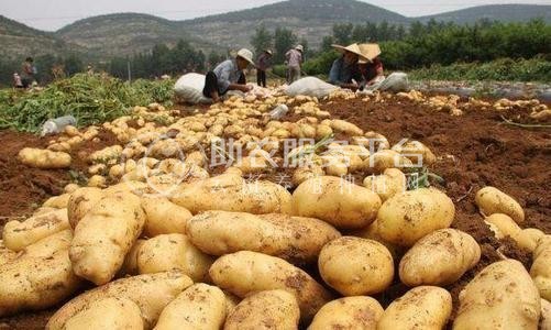 昭通 鲁甸彭孝荣土豆种植基地  供应量 25吨图9