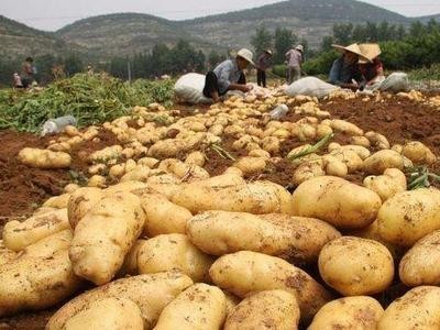 昭通 鲁甸彭孝荣土豆种植基地  供应量 25吨图9