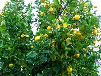 怒江柠檬种植基地供应15吨