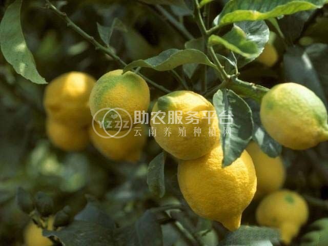 怒江柠檬种植基地供应15吨图2