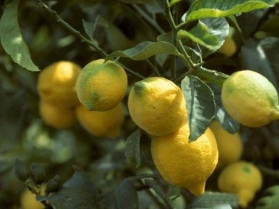 怒江柠檬种植基地供应15吨图2
