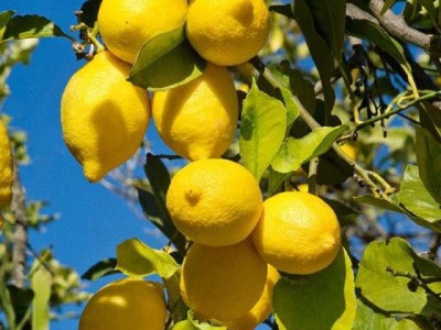 怒江柠檬种植基地供应15吨图3