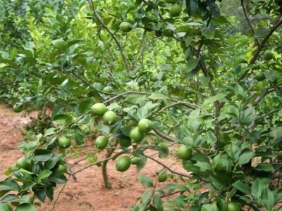 怒江柠檬种植基地供应15吨图4
