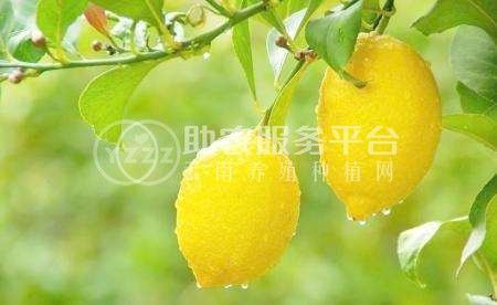 怒江柠檬种植基地供应15吨图5
