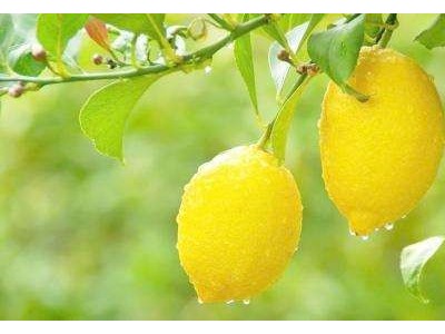 怒江柠檬种植基地供应15吨图5