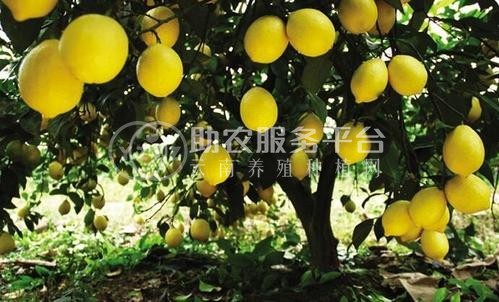 怒江柠檬种植基地供应15吨图7