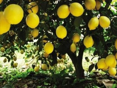 怒江柠檬种植基地供应15吨图7