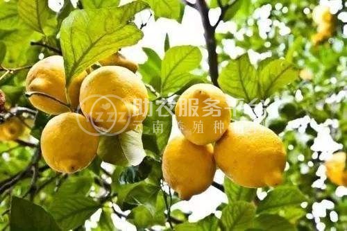 怒江柠檬种植基地供应15吨图8