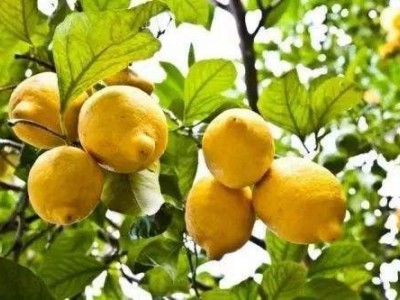 怒江柠檬种植基地供应15吨图8