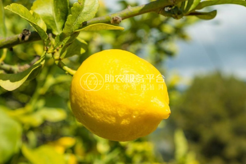 怒江柠檬种植基地供应15吨图9