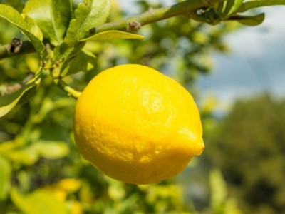 怒江柠檬种植基地供应15吨图9