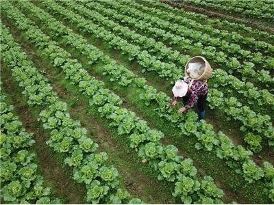 大理弥渡白菜种植基地 供应量  30吨