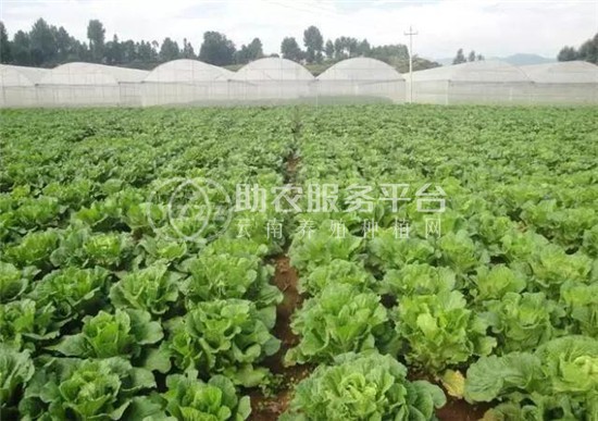 大理弥渡白菜种植基地 供应量  30吨图2
