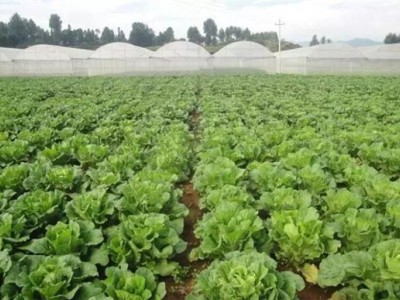 大理弥渡白菜种植基地 供应量  30吨图2