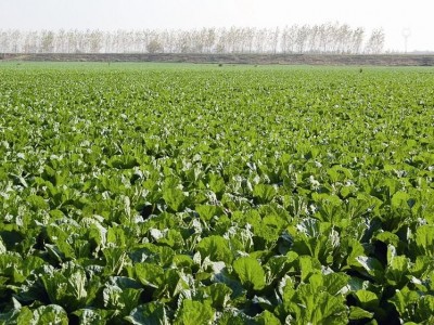 大理弥渡白菜种植基地 供应量  30吨图3