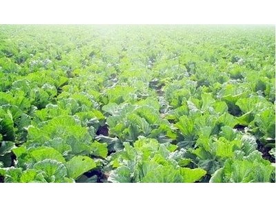 大理弥渡白菜种植基地 供应量  30吨图4