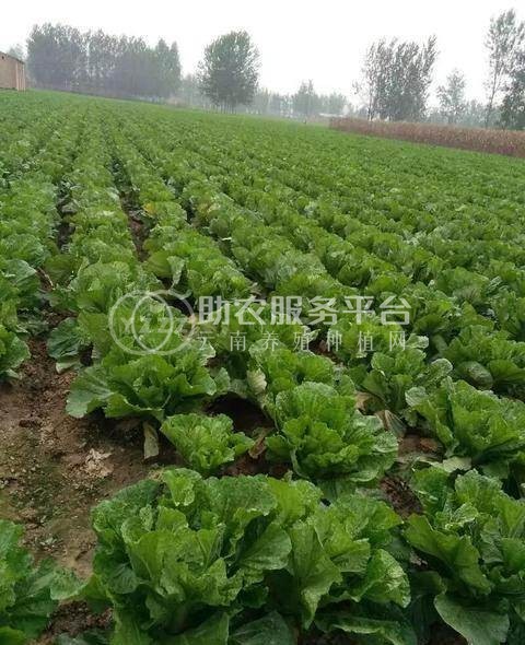 大理弥渡白菜种植基地 供应量  30吨图6