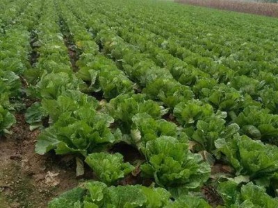 大理弥渡白菜种植基地 供应量  30吨图6