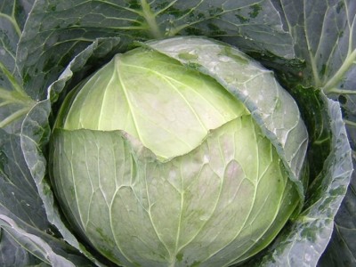 大理弥渡白菜种植基地 供应量  30吨图7