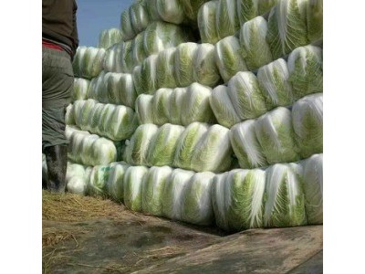 大理弥渡白菜种植基地 供应量  30吨图9