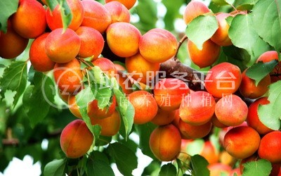 杏子种植基地供应20吨图1