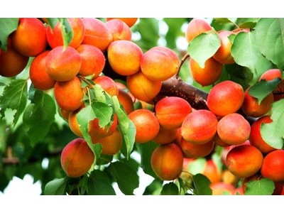 杏子种植基地供应20吨