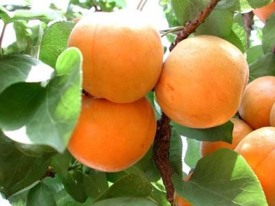 杏子种植基地供应20吨图2