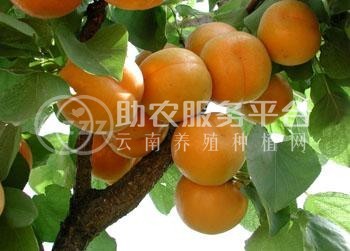 杏子种植基地供应20吨图3