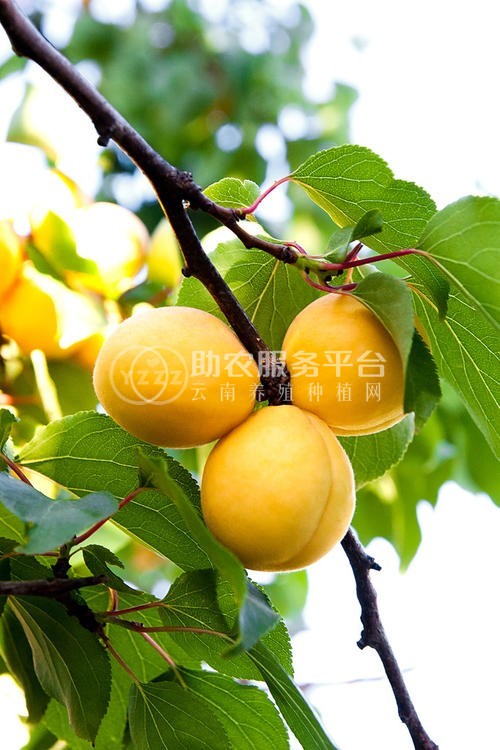 杏子种植基地供应20吨图4